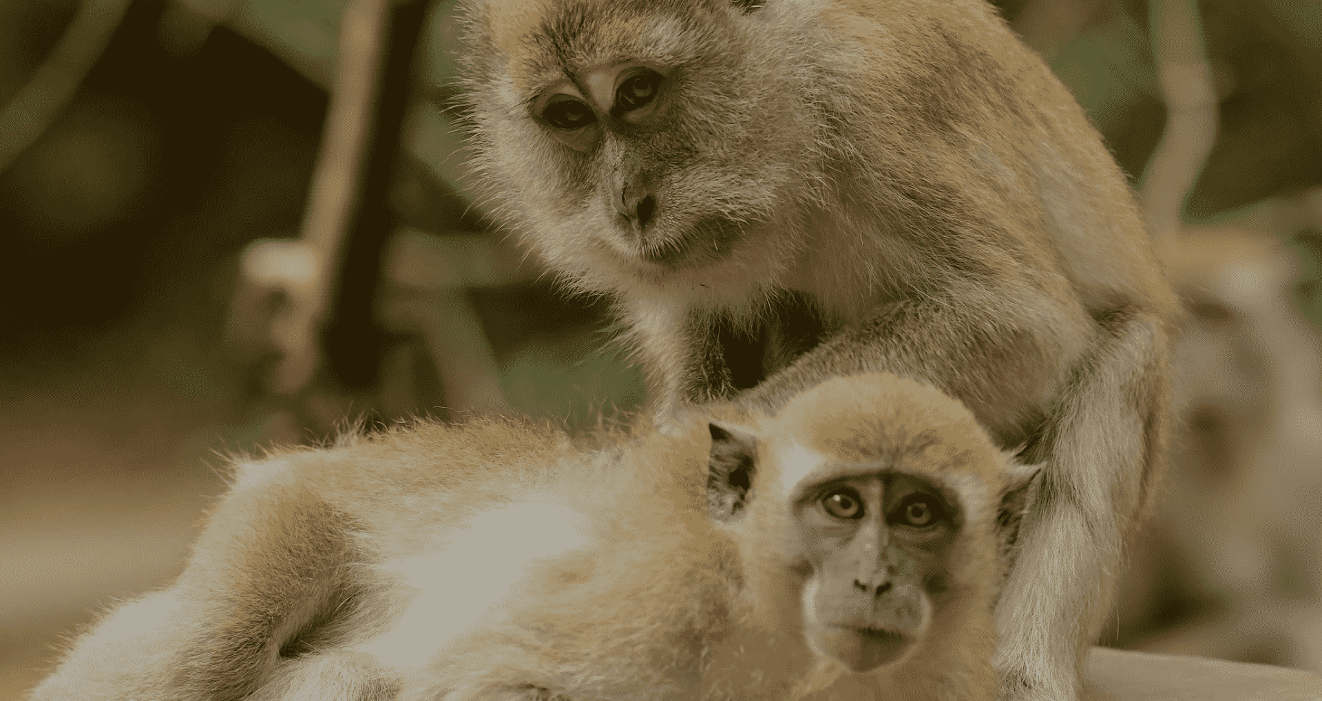 Mapping the Brains of Expensive Macaques